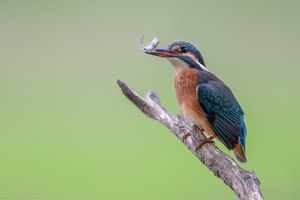 Jungeisvogel mit Grundel