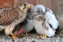 Kleiner Falke schon ganz groß