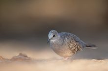 Schlichte Schönheit: Das Inkatäubchen