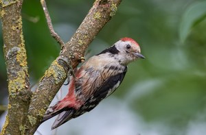 Mittelspecht