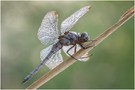 Kleiner Blaupfeil