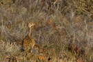 Rüppell´s Korhaan