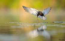 Alle Jahre wieder...