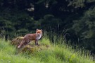 Bergfuchs