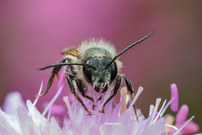 (Sand?)- Biene auf Wiesenwitwenblume
