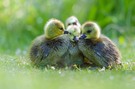Warmkuscheln