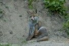 Fuchs