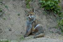 Fuchs