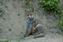 Fuchs