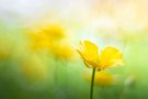 Mit alter Optik In der Butterblumenwiese