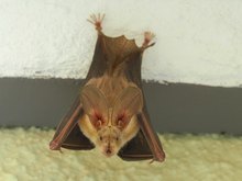 Schlitznase