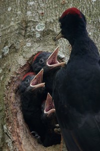 Familie Schwarzspecht