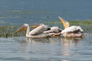 Pelikane auf Fischjagd