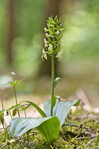 Grünliche Waldhyazinthe