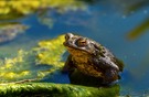 Der Chef im Teich