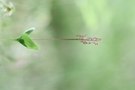 Kleines Zweiblatt (Neottia cordata)
