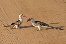 Nördliche Rotschnabeltokos  (Savannentokos)