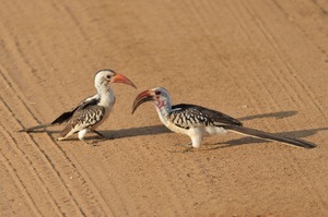 Nördliche Rotschnabeltokos (Savannentokos)