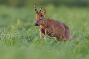 durch das hohe Gras