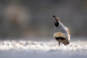 Der Urschrei der Helmwachtel