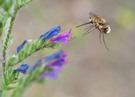 Wollianflug auf Natterkopf