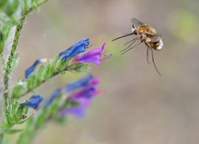 Wollianflug auf Natterkopf