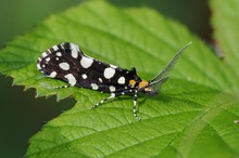 Anthrazitmotte ( Euplocamus anthracinalis )