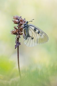 Schwarzer Apollo (female)