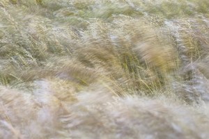 Bushman´s Gras