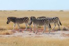 Steppenzebras