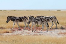 Steppenzebras