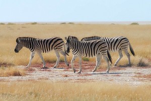 Steppenzebras