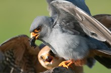Rotfußfalken-Fütterung