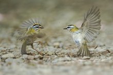 Zwei Goldhähnchen