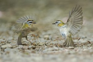 Zwei Goldhähnchen
