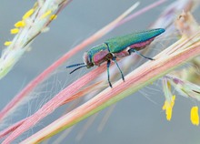 Ungarischer Prachtkäfer (Anthaxia hungarica) Weibchen
