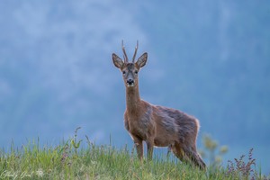 Drei Stangen Rehbock