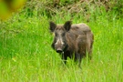 In der Wiese
