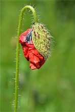 Entfaltung