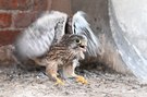 Flugmuskeltraining