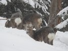 Sikahirsche im Schneesturm