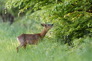 Wildverbiss