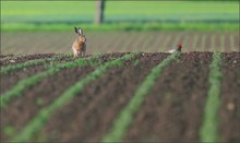 *Feld_Hase*