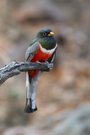 Heimlich, magisch, farbenfroh: Der Kupfertrogon
