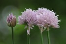 Schnittlauch