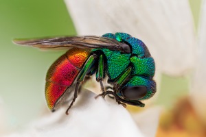 Schlafende Goldwespe