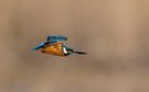 Eisvogel