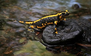 Mama Salamander....