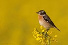 Braunkehlchen im Raps