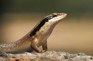 Ovambo-Baum-Skink